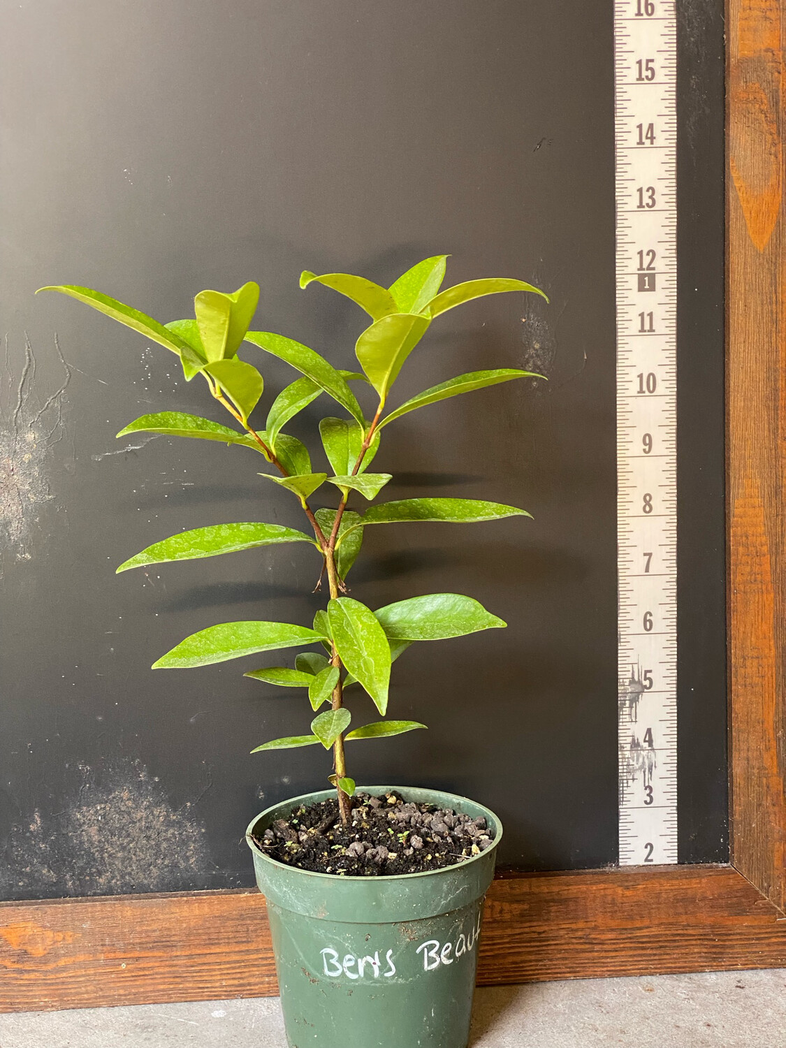 Cherry of the Rio Grande, &#39;Ben’s Beaut&#39;  (Eugenia involucrata) 4&quot;