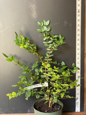 Jaboticaba Tree Grape - Pingo de Mel (Myrciaria jaboticaba) 1G