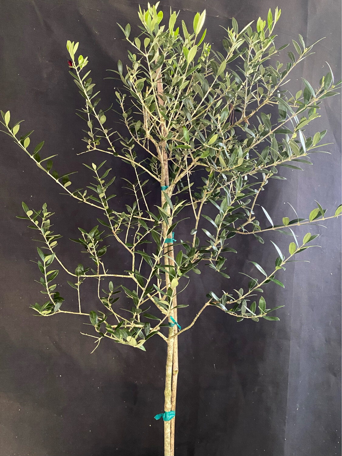 Olive - Arbequina (Olea europaea) 3G