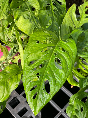 Monstera - Swiss Cheese (Monstera adansonii) 1G