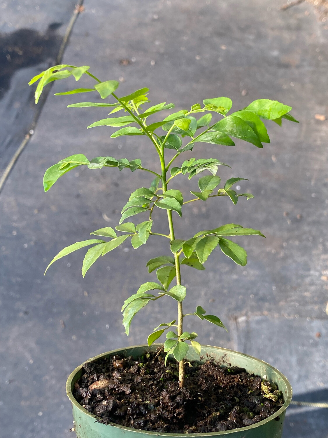 Curry Tree (Murraya koenigii) 4"