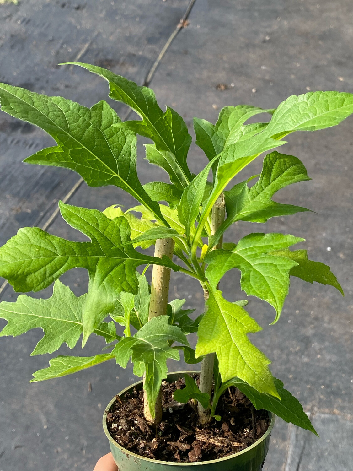 Tree Daisy (Montanoa grandiflora) 4" Tree Daisy (Montanoa grandiflora) 4"