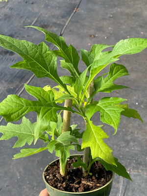 Tree Daisy (Montanoa grandiflora) 4"