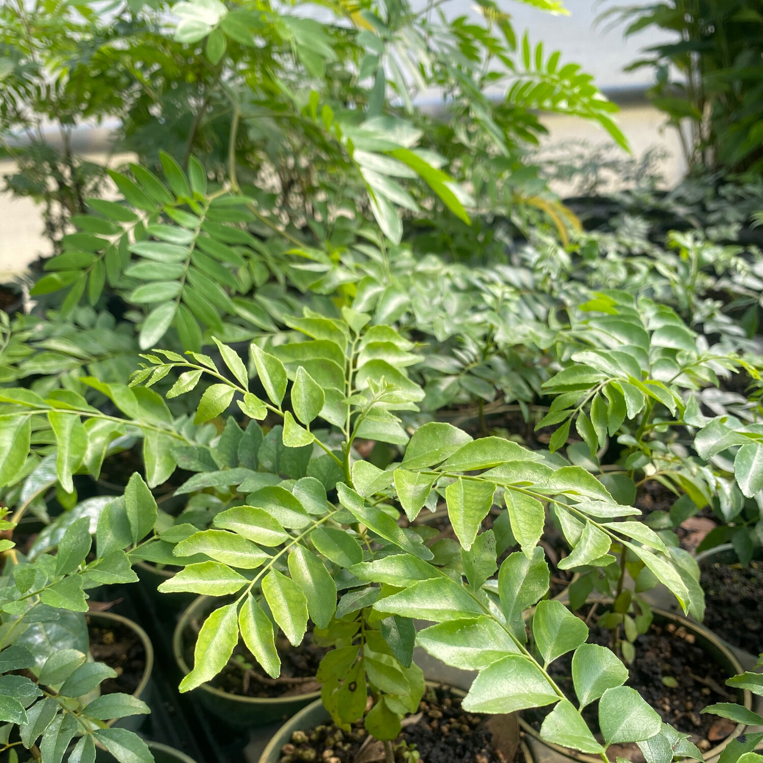 Curry Tree (Murraya koenigii) 4"