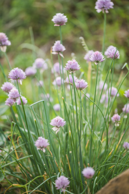 Garlic Chives - Purple (Allium tuberosum) 1G