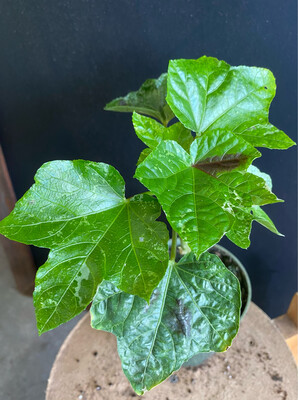 Hibiscus - Auntie Lilli's (Abelmoschus manihot) Edible Leaf 1G