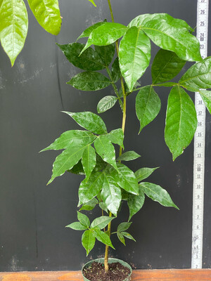 Ice Cream Bean Tree (Inga sp.) 4"