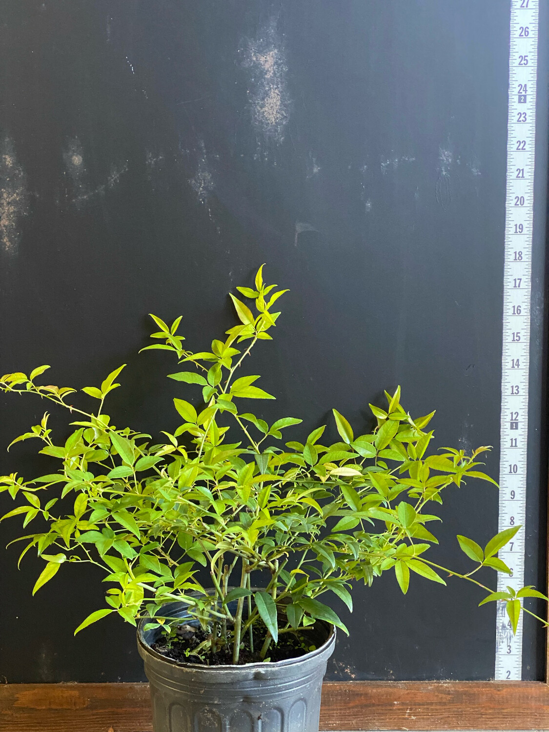 Rose - White Climbing (Rosa) 1G Rose - White Climbing (Rosa) 1G
