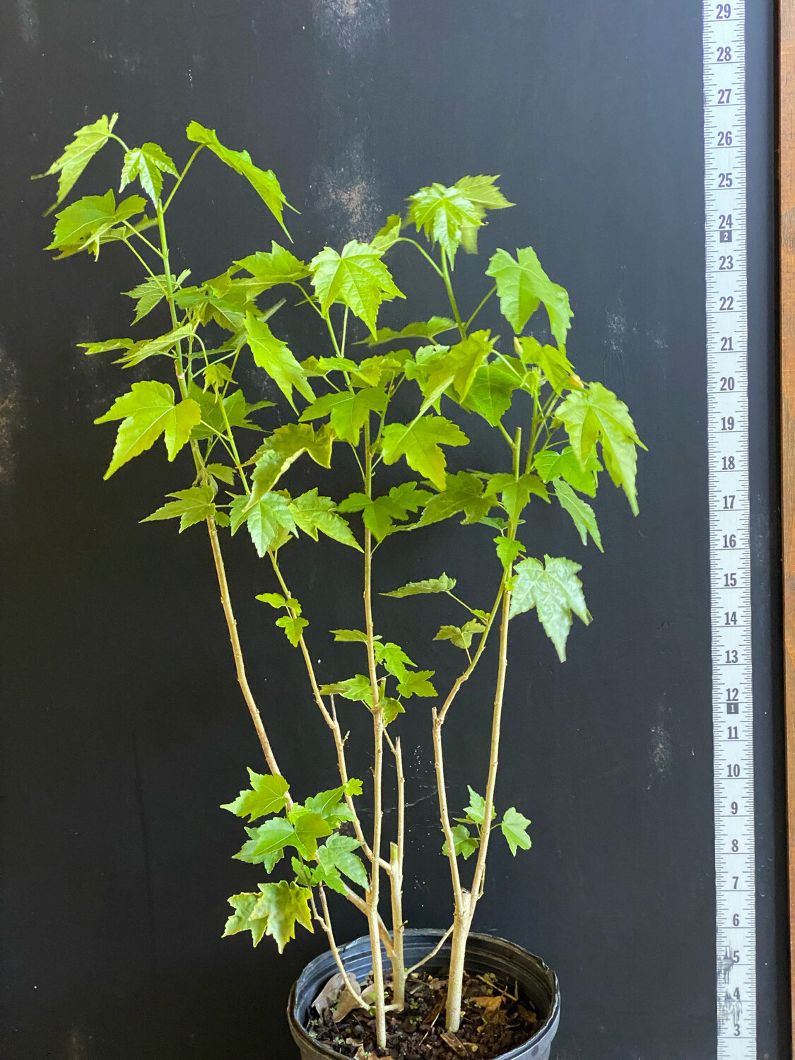 Parlor Maple - (Abutilon striatum) 1G