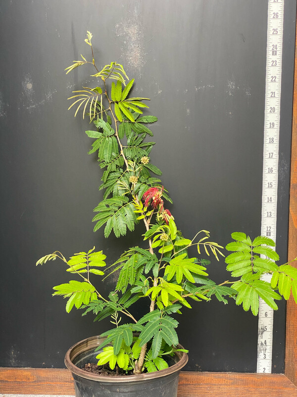 Calliandra: Dwarf Powder Puff (Calliandra haematocephala) 1G