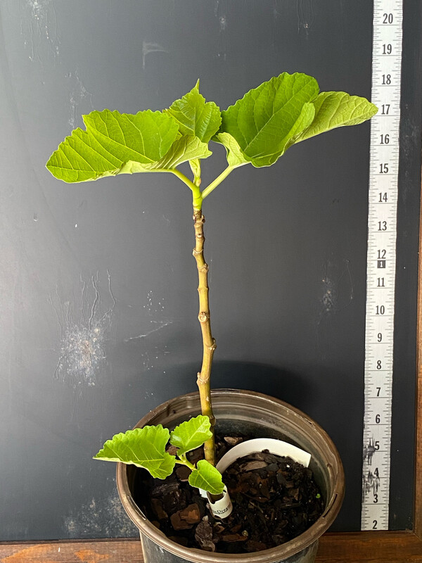 Fig - Alma (Ficus carica) 1G Fig - Alma (Ficus carica) 1G