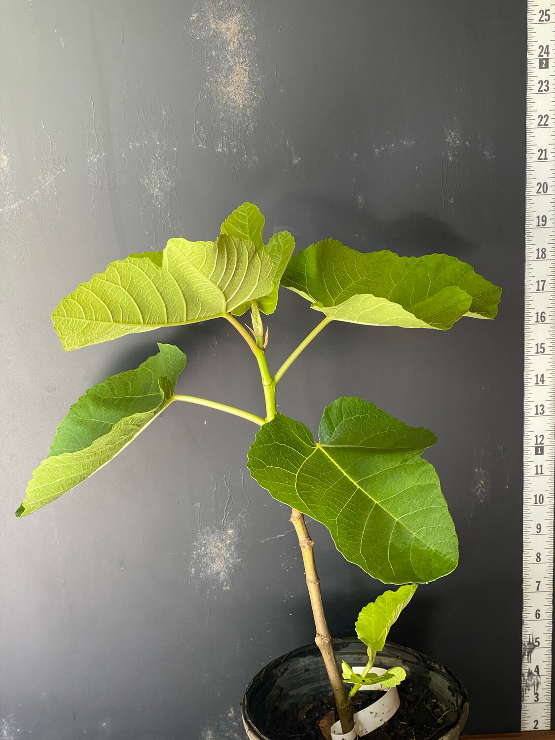 Fig - Di Redo (Ficus carica) 3G Fig - Di Redo (Ficus carica) 3G