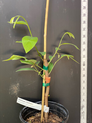 Atemoya &#39;Geffner&#39; (Annona × atemoya) 1G