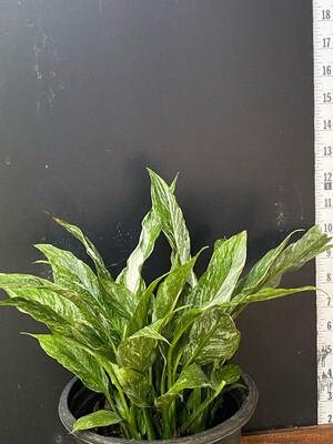 Peace Lily Variegated (Spathiphyllum wallisii 'Domino) 1G