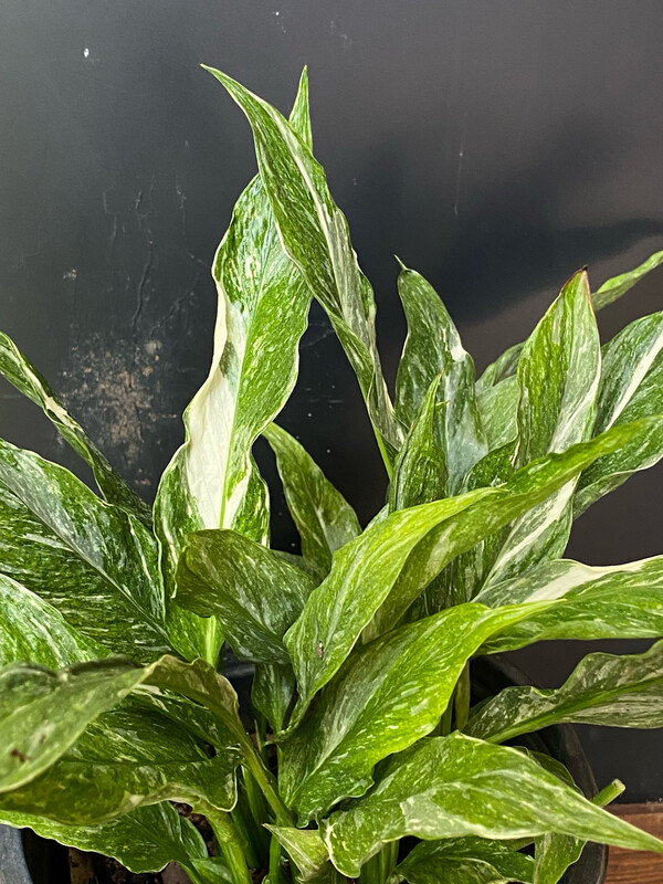 Peace Lily Variegated (Spathiphyllum wallisii 'Domino) 1G