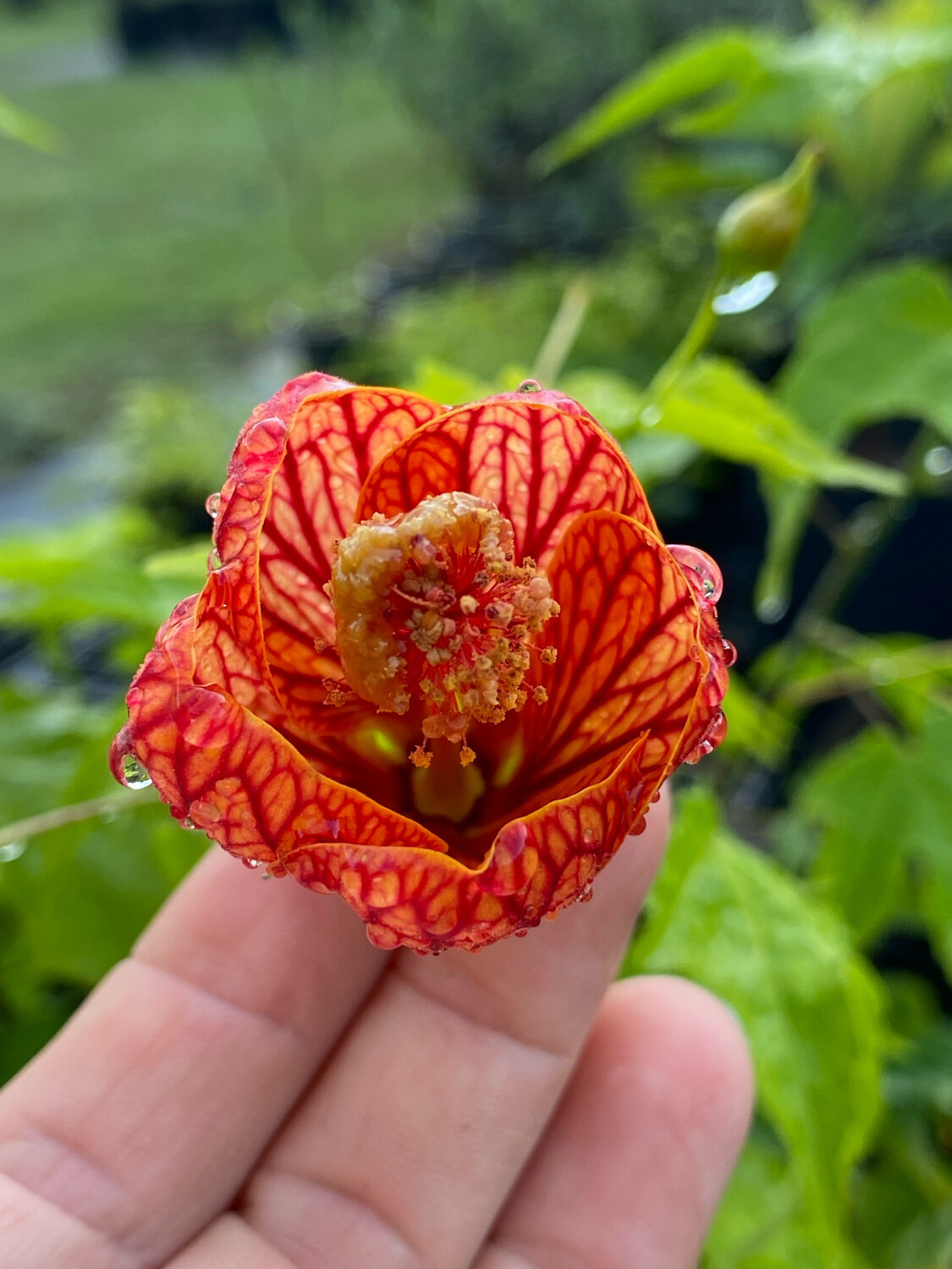 Parlor Maple - (Abutilon striatum) 1G