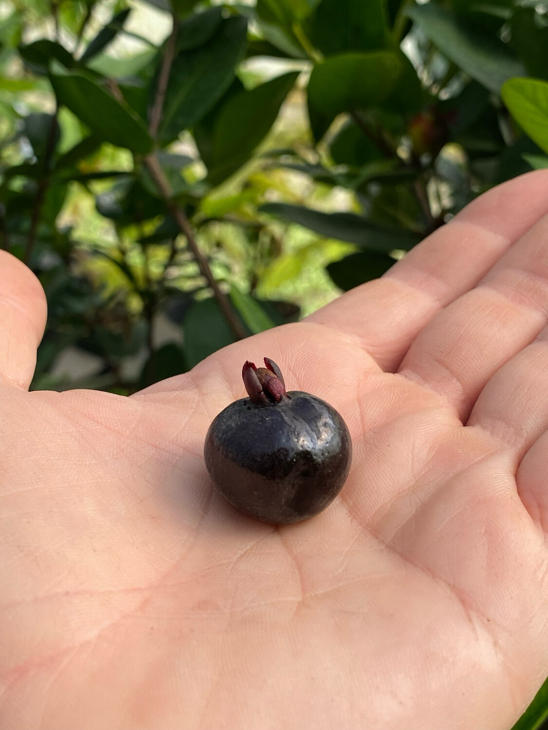 Cherry - Grumichama (Eugenia brasiliensis) 4&quot;