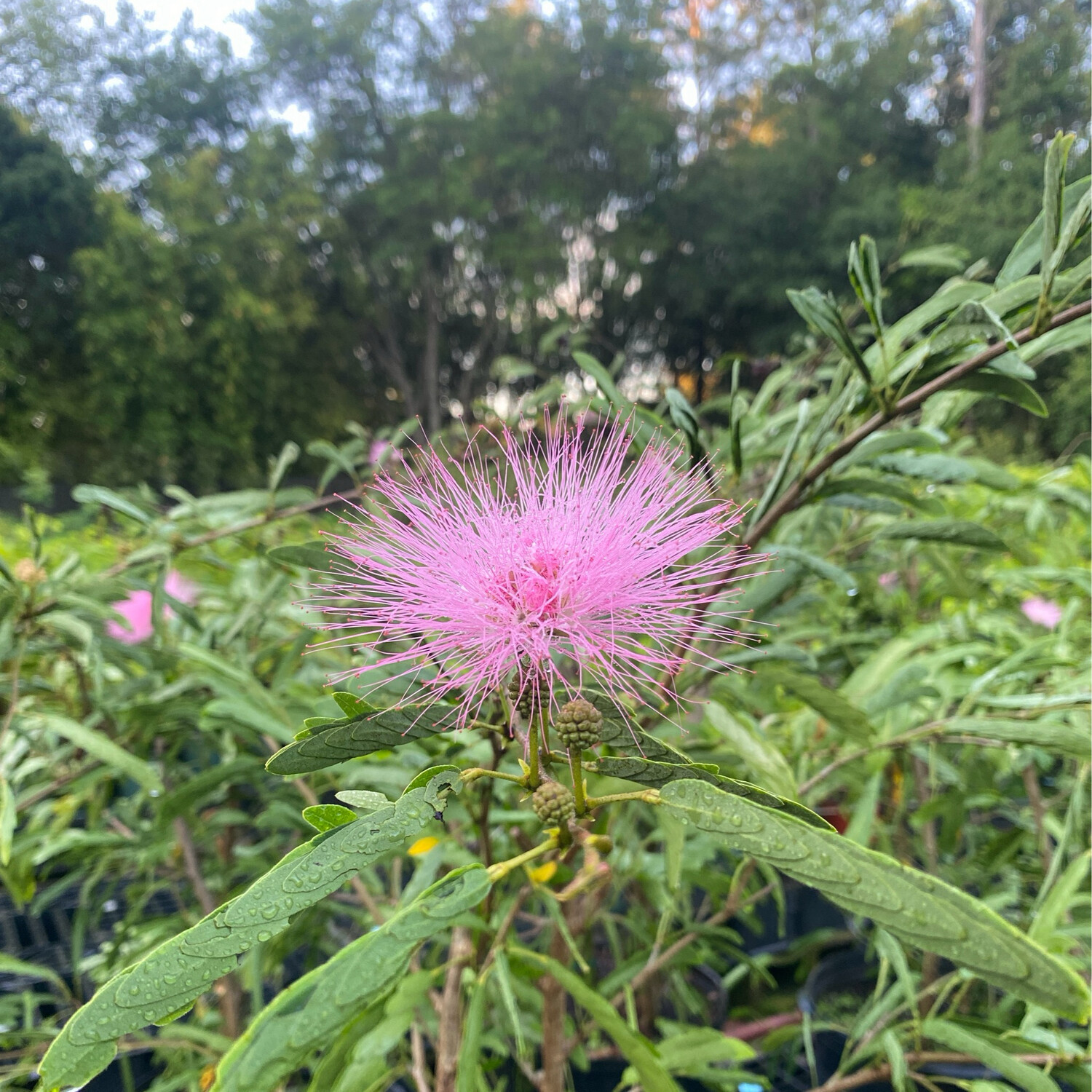 Calliandra: Powder Puff (Calliandra haematocephala) 4"
