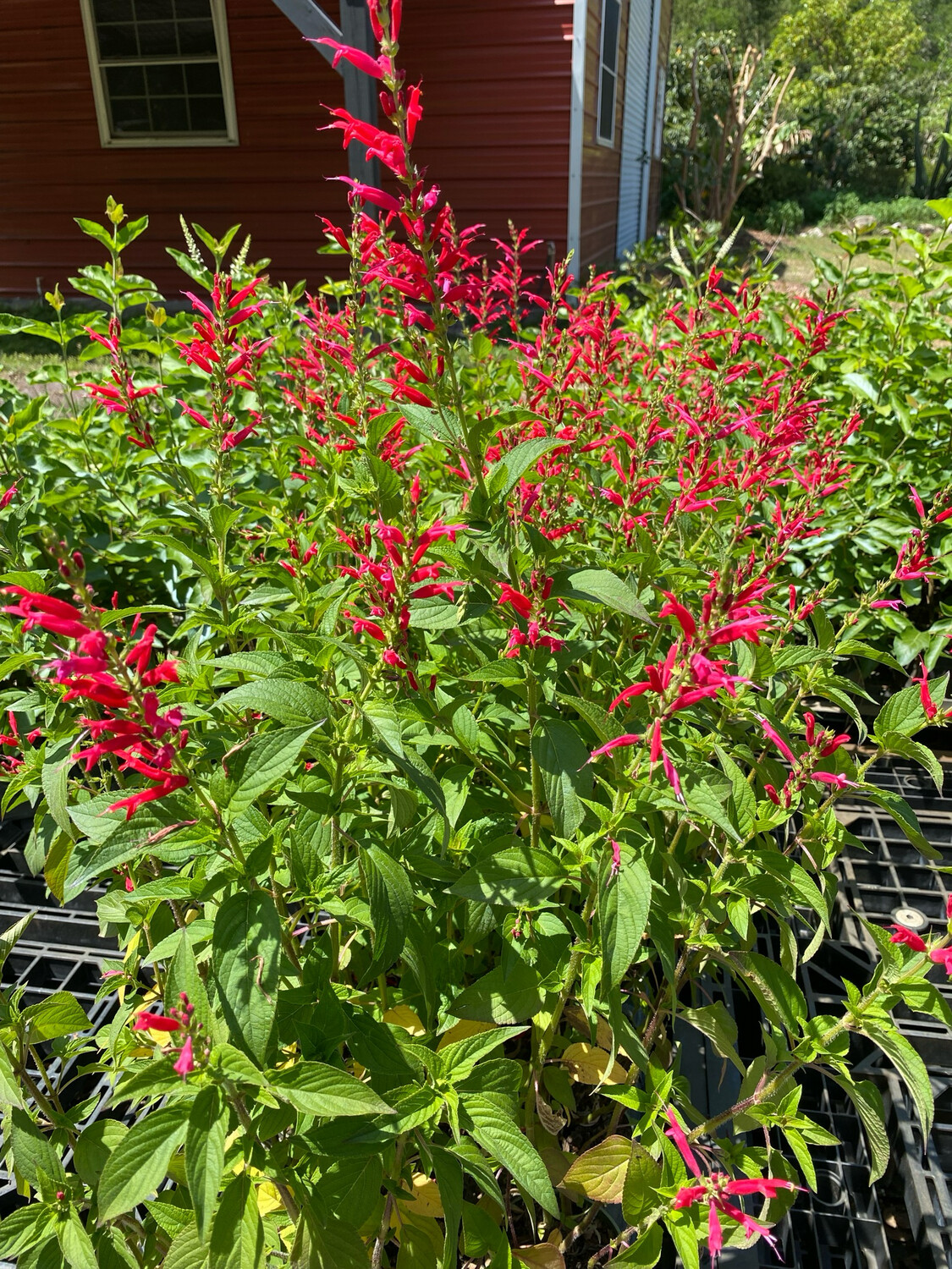 Salvia - Pineapple/Tropical Sage, Red (Salvia elegans) 4"