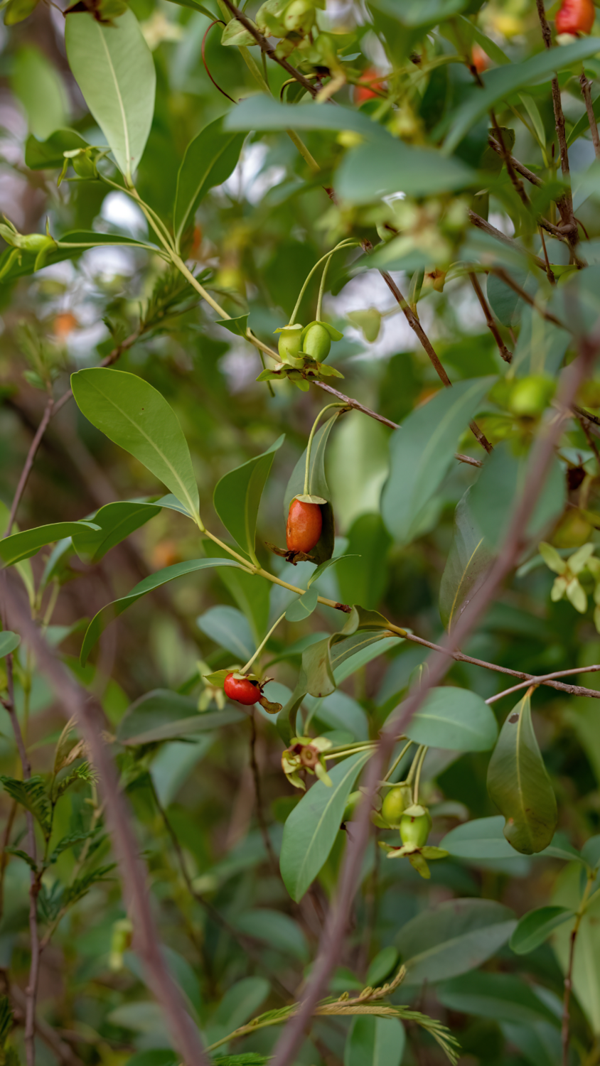 Cherry of the Rio Grande (Eugenia involucrata) 1G