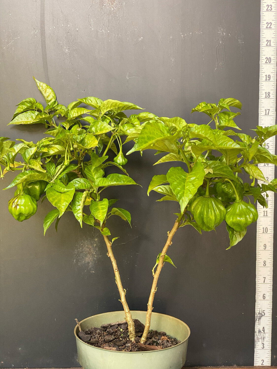 Chile - Aji Dulcea (Capsicum chinense) 1G