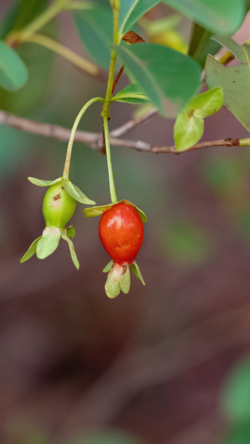 Cherry of the Rio Grande (Eugenia involucrata) 1G