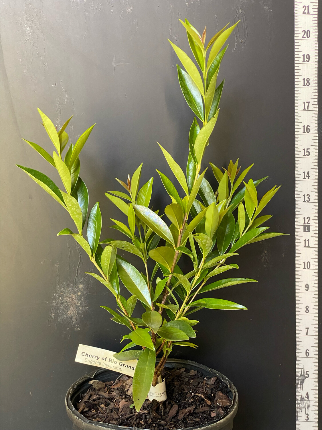 Cherry of the Rio Grande (Eugenia involucrata) 1G