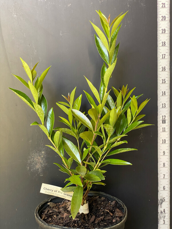 Cherry of the Rio Grande (Eugenia involucrata) 1G