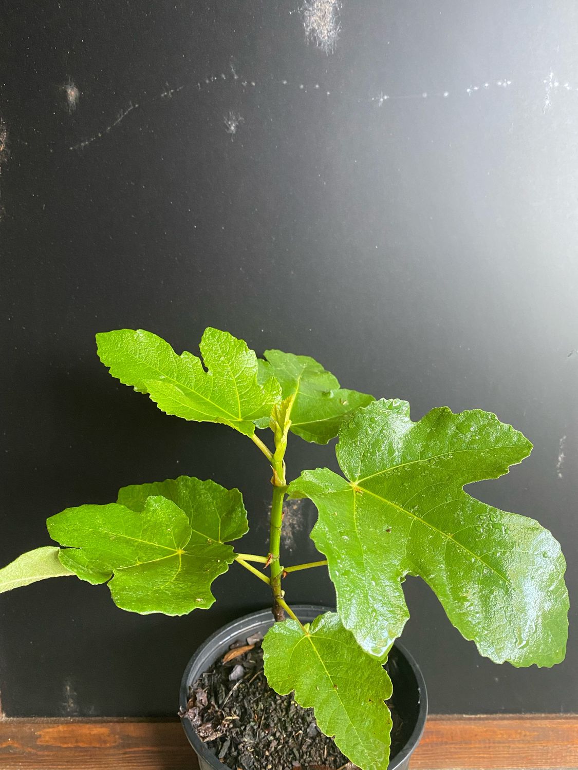 Fig - Litte Ruby (Ficus sp.) 3G Fig - Litte Ruby (Ficus sp.) 3G