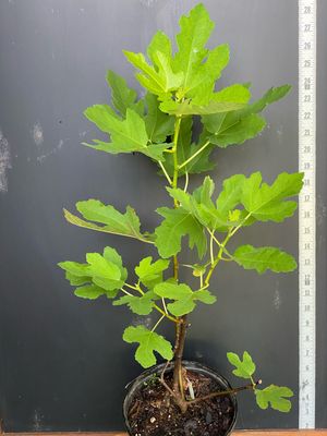Fig - Litte Ruby (Ficus sp.) 3G