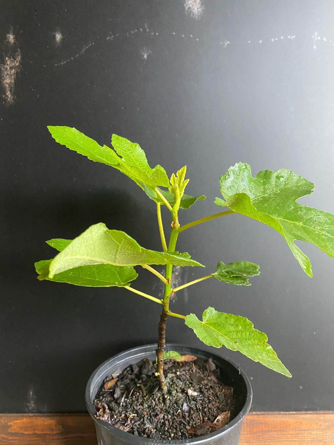 Fig - Litte Ruby (Ficus sp.) 3G Fig - Litte Ruby (Ficus sp.) 3G