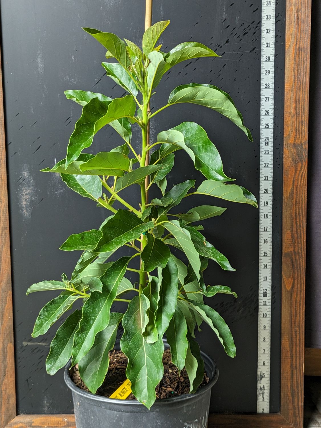 Avocado - 'Monroe', Persea americana - 3G
