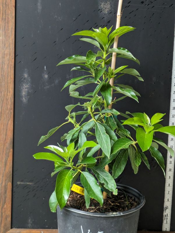 Avocado - &#39;Victoria&#39;, Persea americana - 3G