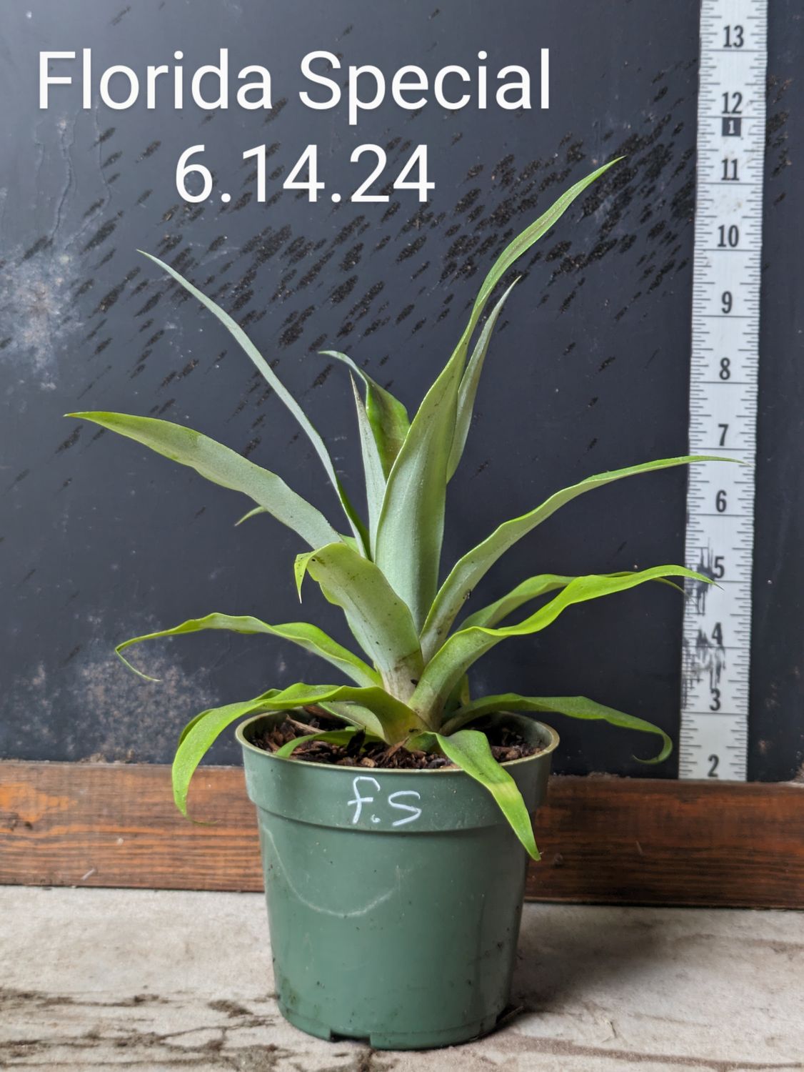 Pineapple - Florida Special (Ananas comosus) 4&quot;
