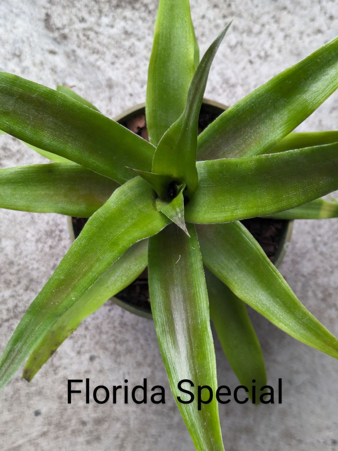Pineapple - Florida Special (Ananas comosus) 4&quot;