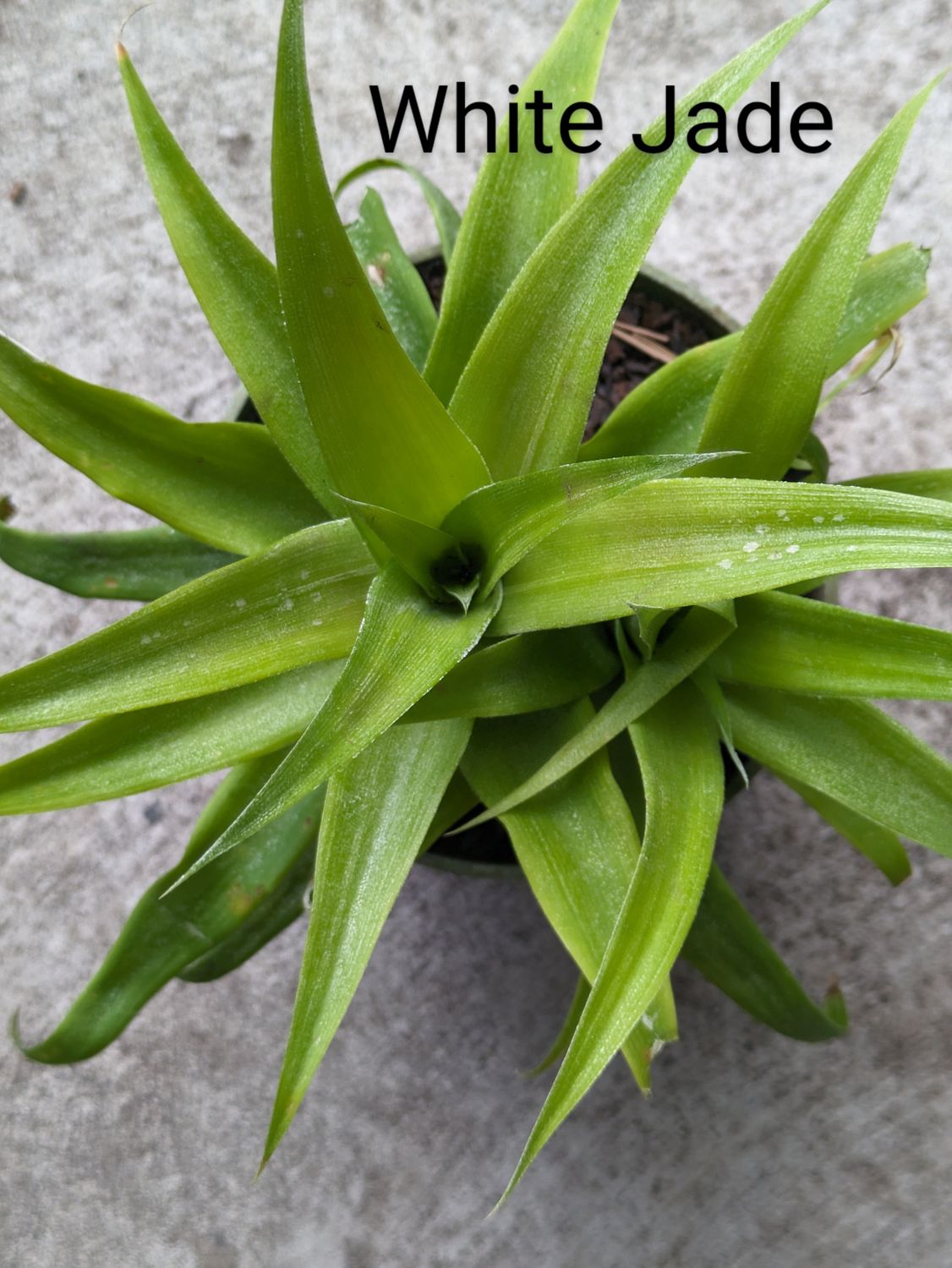 Pineapple - White Jade (Ananas comosus) 4" Pineapple - White Jade (Ananas comosus) 4"