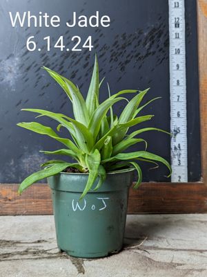 Pineapple - White Jade (Ananas comosus) 4" Pineapple - White Jade (Ananas comosus) 4"