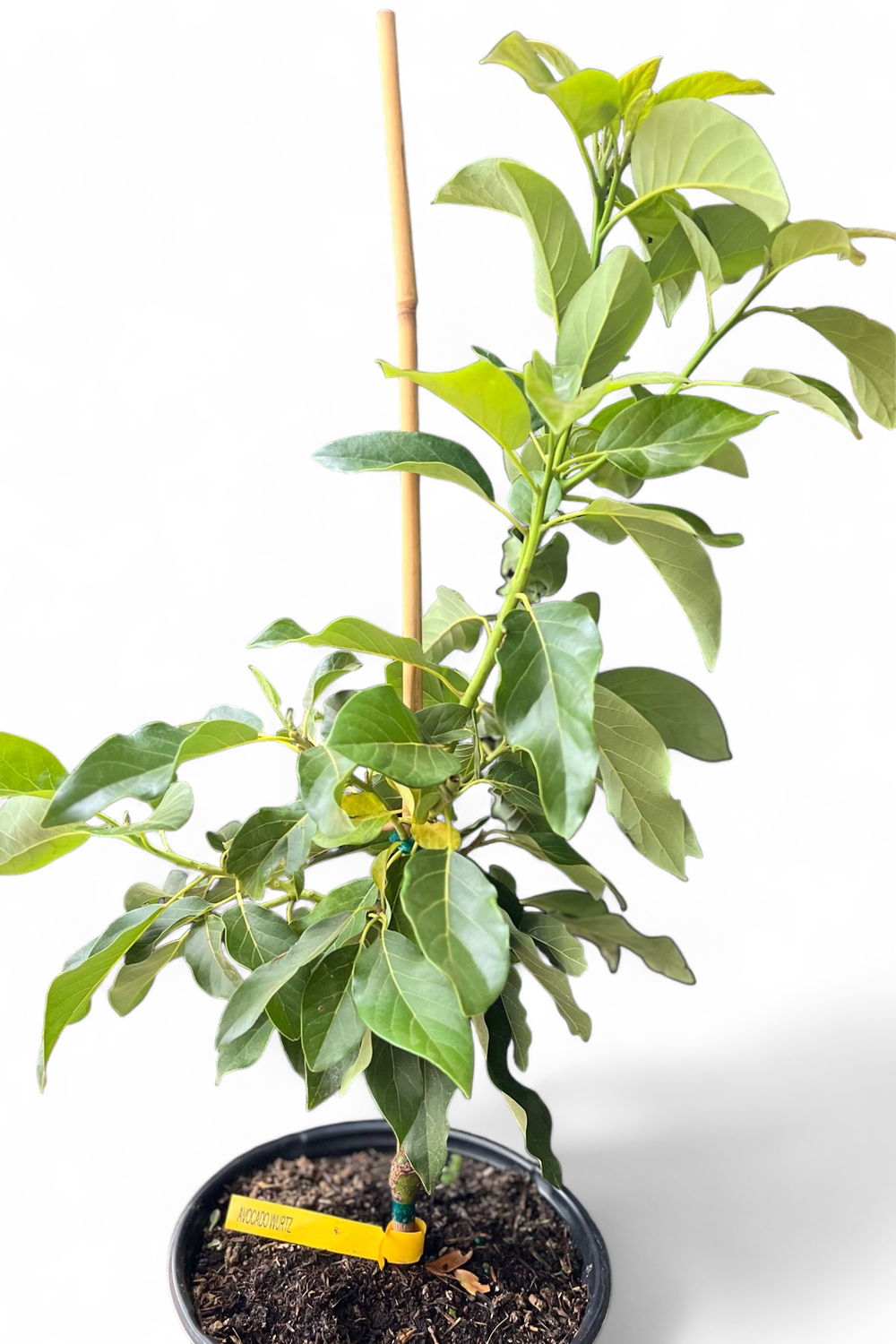 Avocado - 'Wurtz', Persea americana - 3G