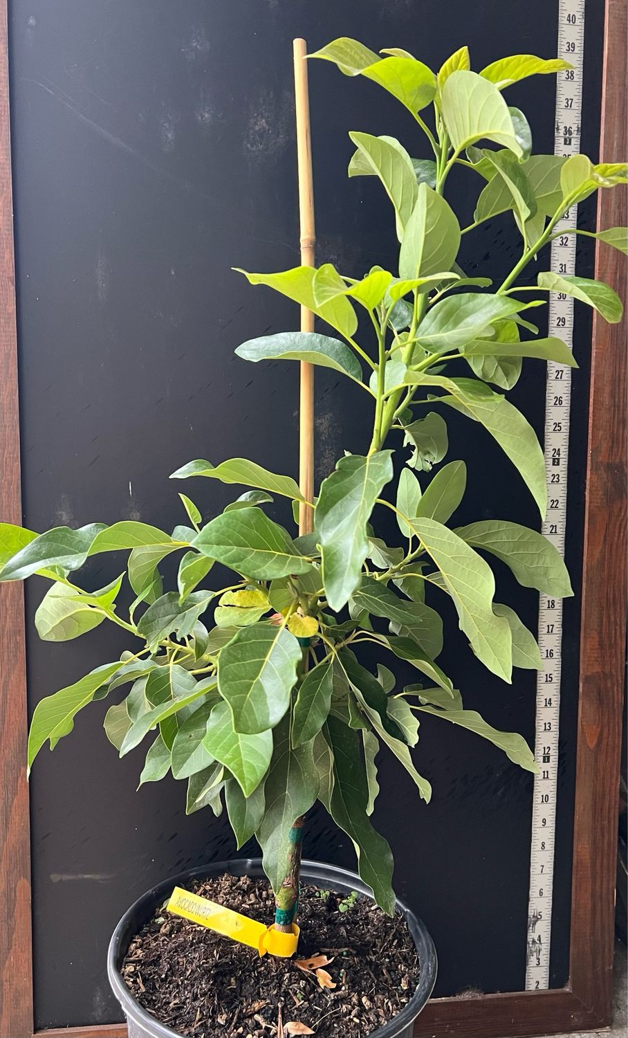 Avocado - 'Wurtz', Persea americana - 3G