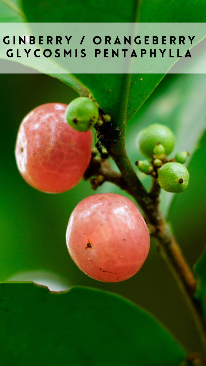 Ginberry (Orangeberry, Glycosmis pentaphylla) 4&quot;