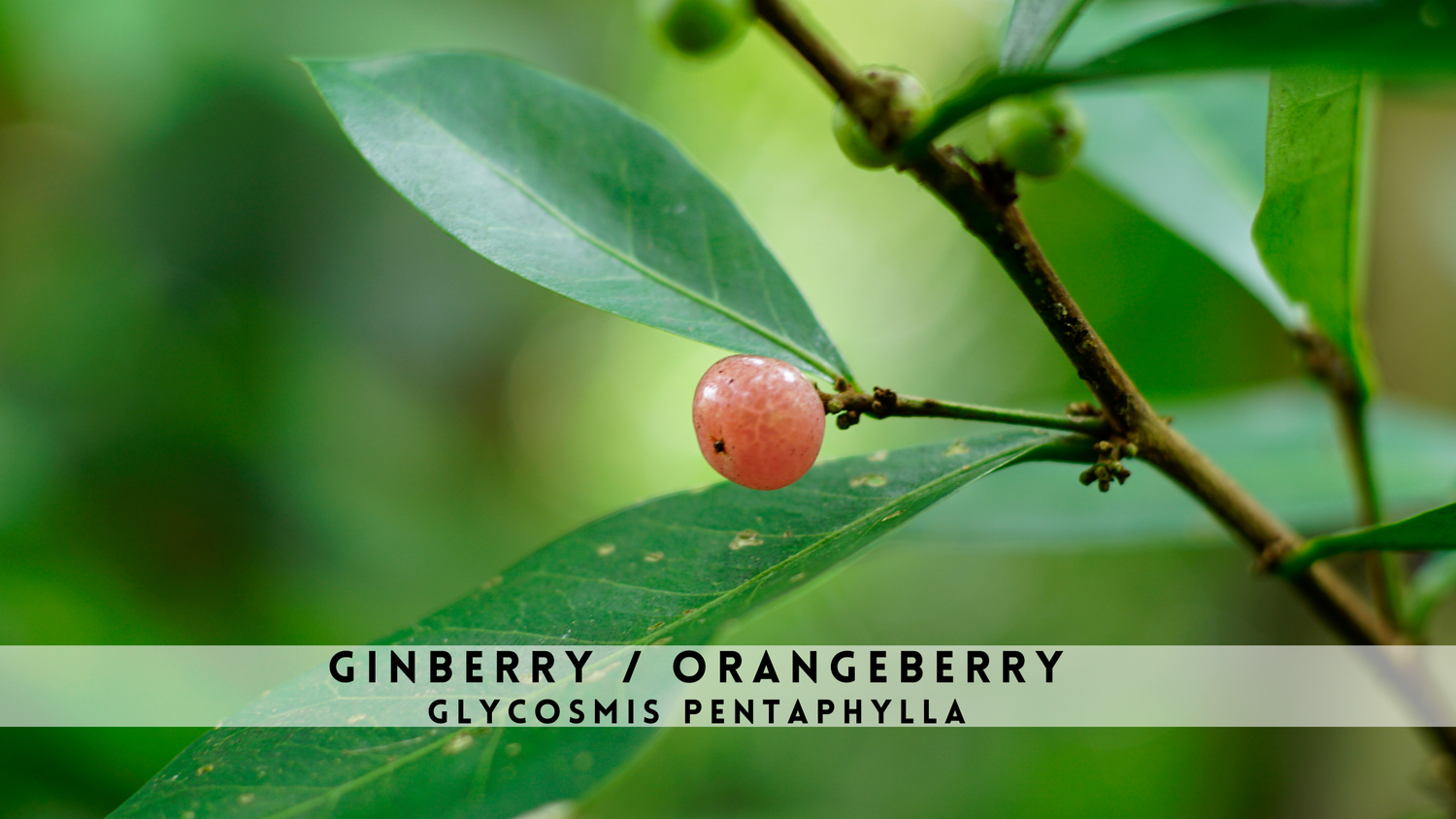 Ginberry (Orangeberry, Glycosmis pentaphylla) 4&quot;