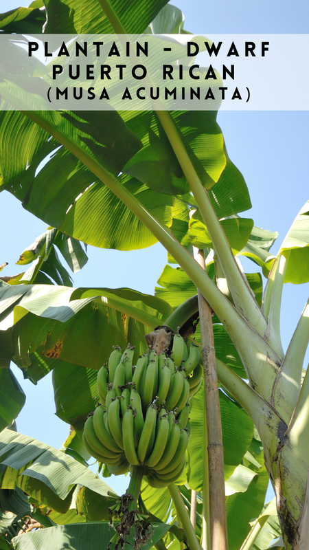 Plantain - Dwarf Puerto Rican (Musa acuminata) 4&quot;