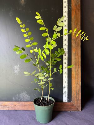 Yellow Necklacepod, Native (Sophora tomentosa) 4"