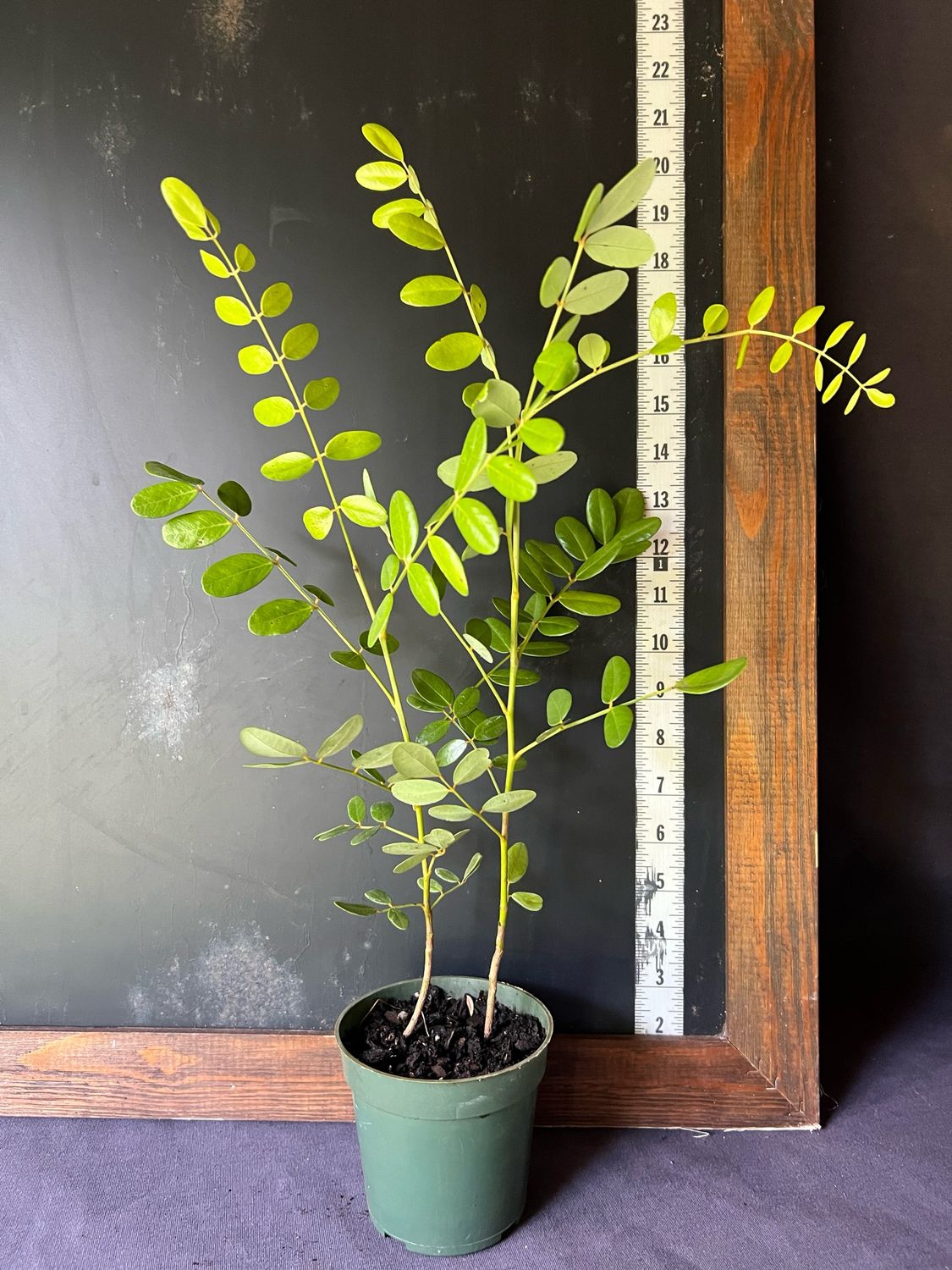 Yellow Necklacepod, Native (Sophora tomentosa) 4&quot;