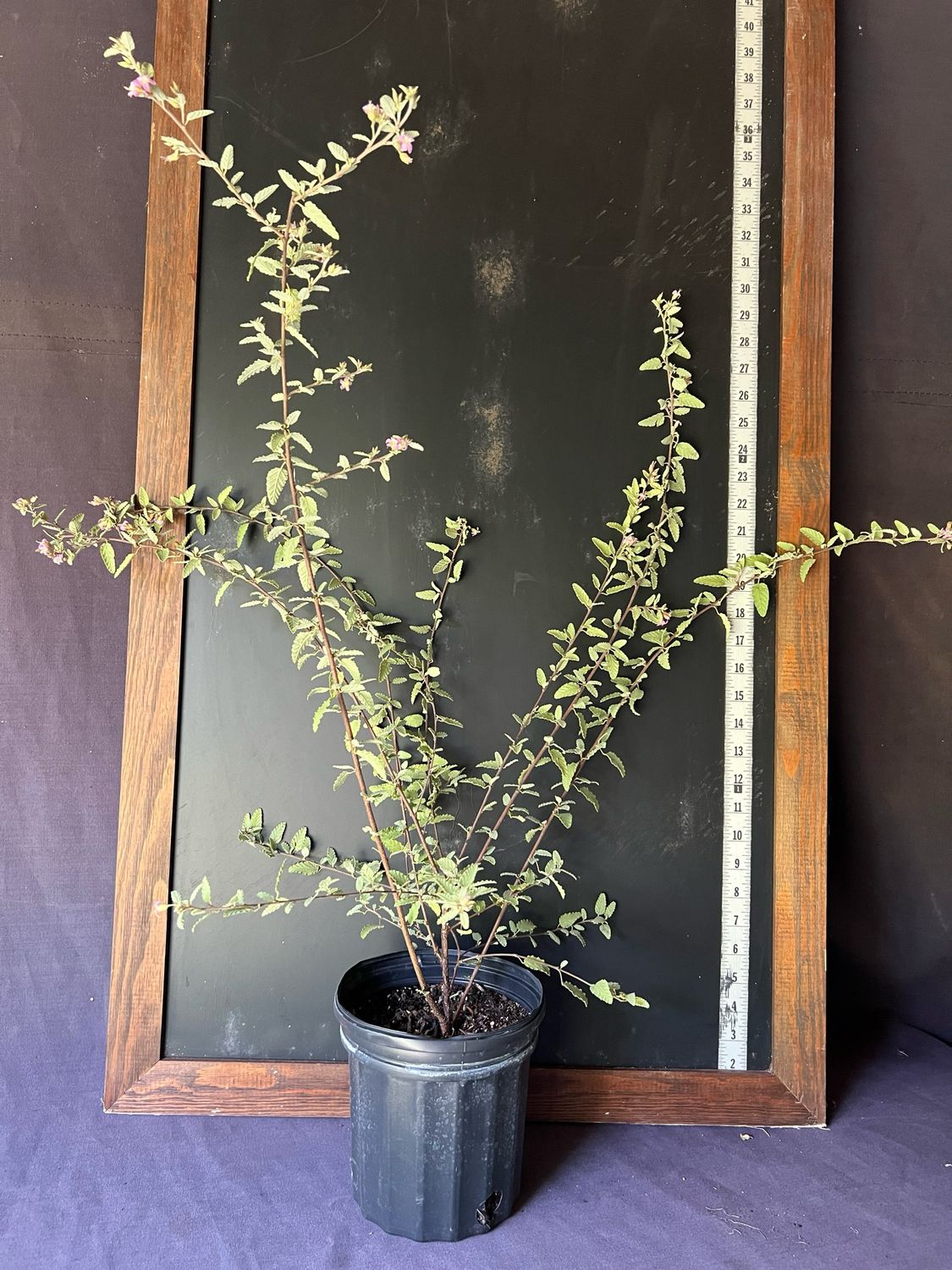 Teabush, Grayleaf / Native (Melochia tomentosa) 1G