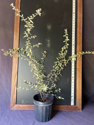 Teabush, Grayleaf / Native (Melochia tomentosa) 1G