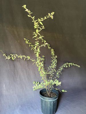 Teabush, Grayleaf / Native (Melochia tomentosa) 1G