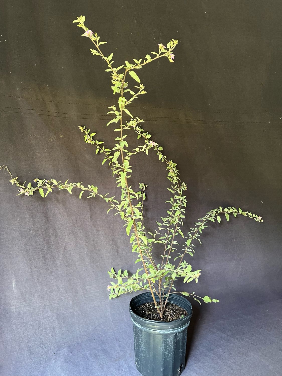 Teabush, Grayleaf / Native (Melochia tomentosa) 1G