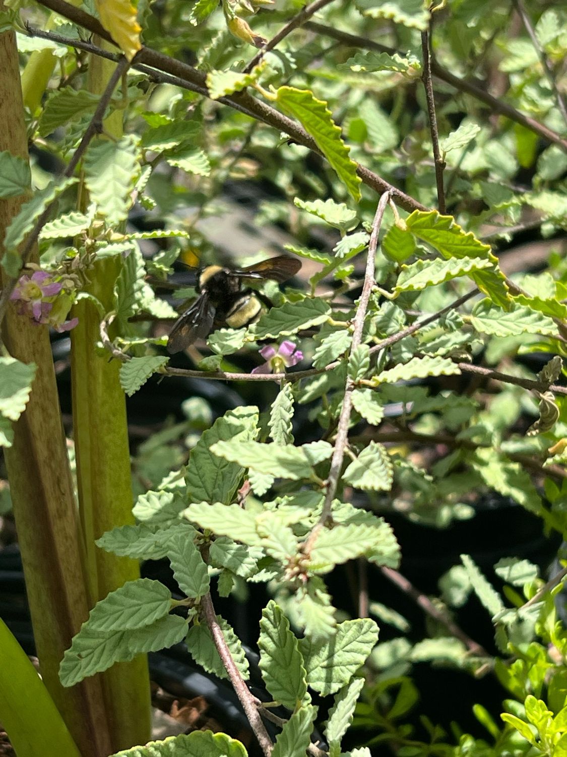 Teabush, Grayleaf / Native (Melochia tomentosa) 1G