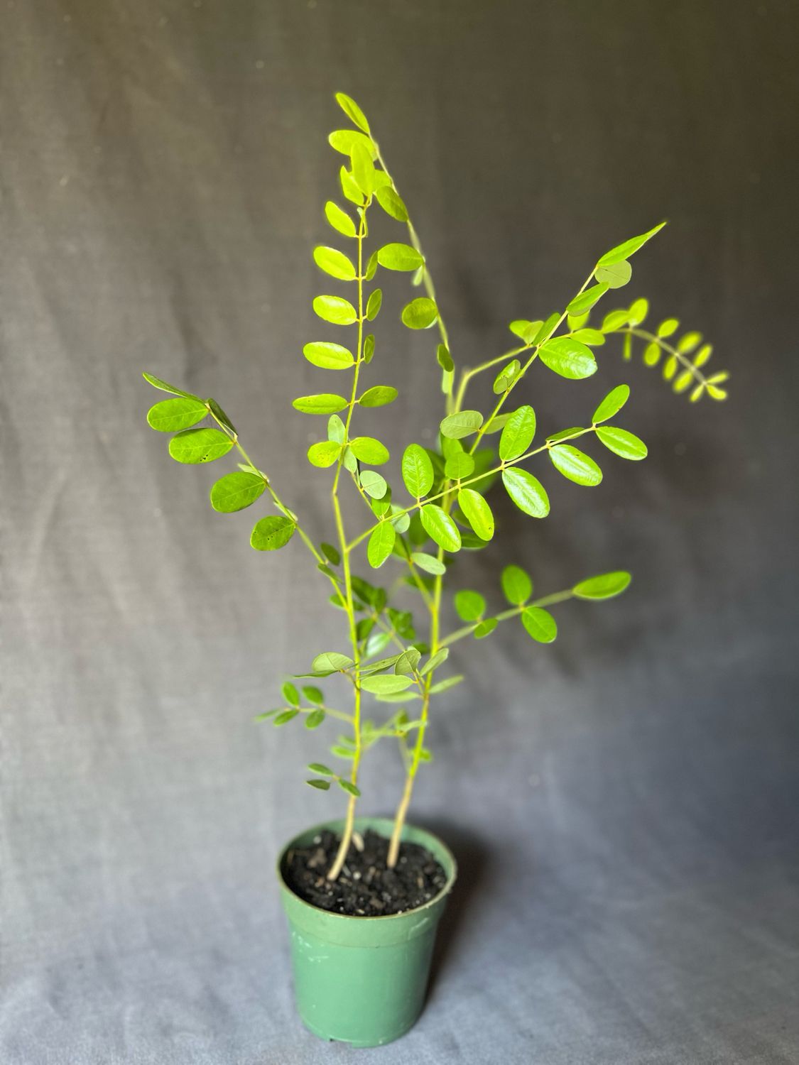 Yellow Necklacepod, Native (Sophora tomentosa) 4&quot;